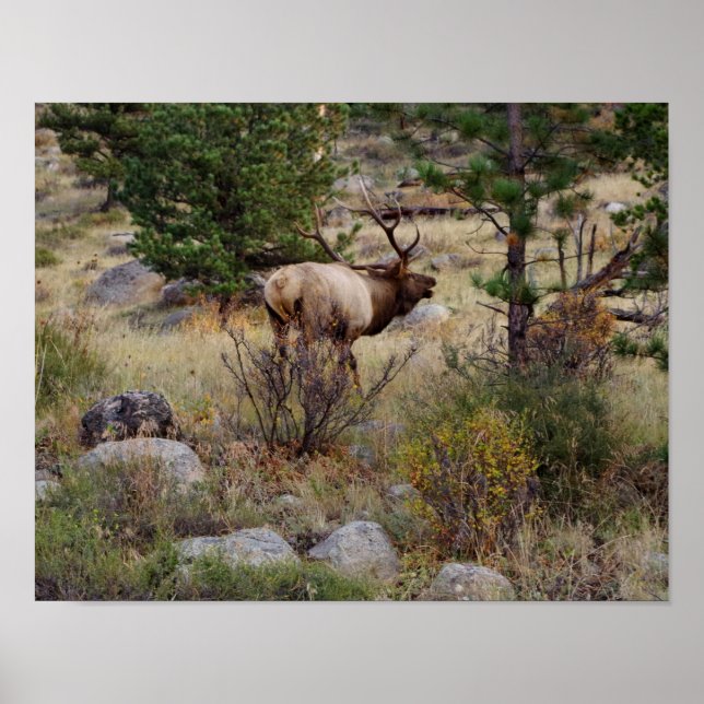 Elk bugling in Rocky Mountain National Park Print (Front)