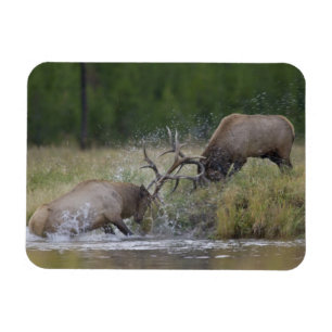 Elk Bulls fighting, Yellowstone NP, Wyoming Magnet