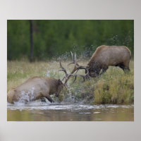 Elk Bulls fighting, Yellowstone NP, Wyoming