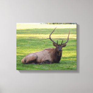 Elk Canvas