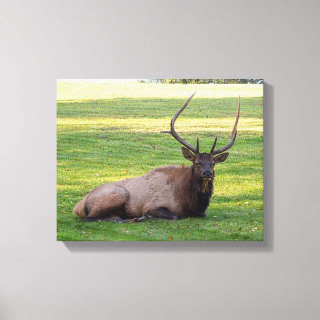 Elk Canvas (Front)