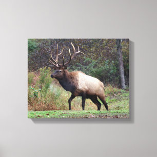 Elk Canvas Print