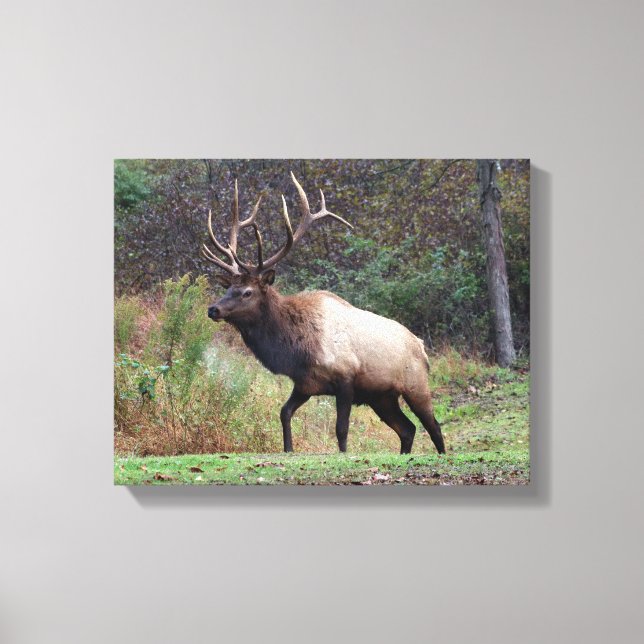Elk Canvas Print (Front)
