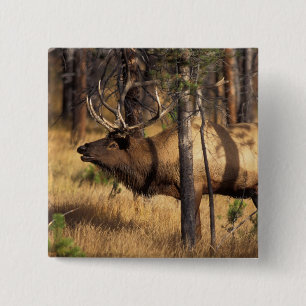 elk, Cervus elaphus, bull bugles in a burnt out 15 Cm Square Badge