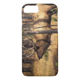 elk, Cervus elaphus, bull bugles in a burnt out Case-Mate iPhone Case