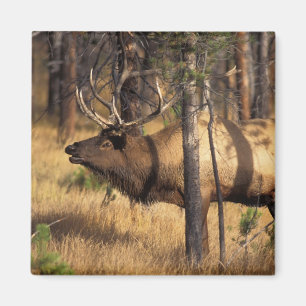 elk, Cervus elaphus, bull bugles in a burnt out Magnet