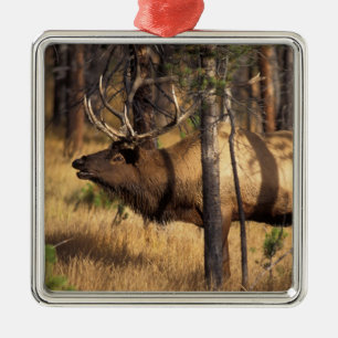 elk, Cervus elaphus, bull bugles in a burnt out Metal Tree Decoration