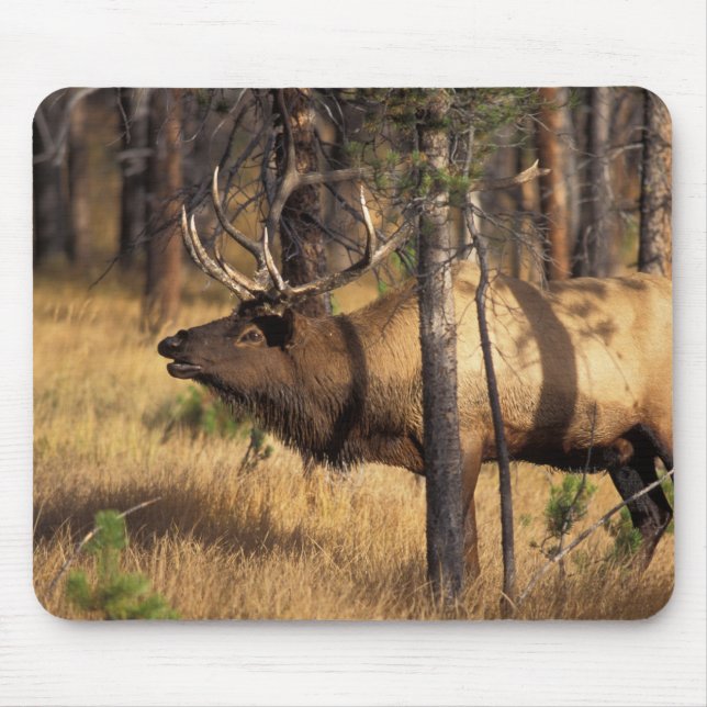 elk, Cervus elaphus, bull bugles in a burnt out Mouse Pad (Front)
