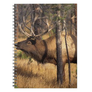 elk, Cervus elaphus, bull bugles in a burnt out Spiral Notebook