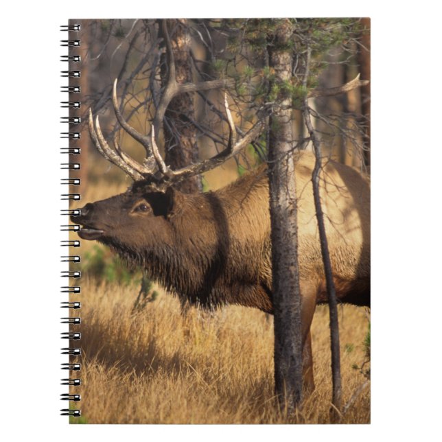elk, Cervus elaphus, bull bugles in a burnt out Spiral Notebook (Front)
