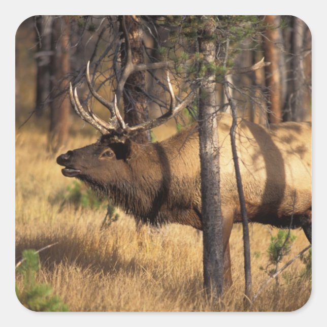 elk, Cervus elaphus, bull bugles in a burnt out Square Sticker (Front)