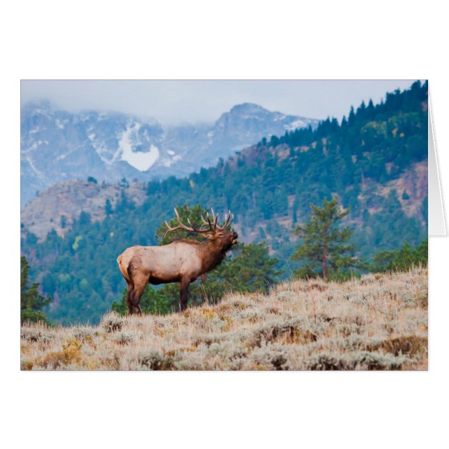 Elk (Cervus Elephus) Bull Bugling (Front Horizontal)