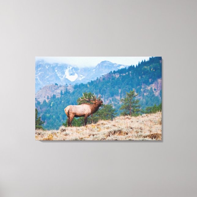 Elk (Cervus Elephus) Bull Bugling Canvas Print (Front)