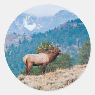 Elk (Cervus Elephus) Bull Bugling Classic Round Sticker