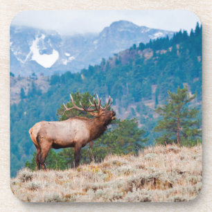 Elk (Cervus Elephus) Bull Bugling Coaster