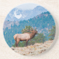 Elk (Cervus Elephus) Bull Bugling