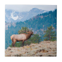 Elk (Cervus Elephus) Bull Bugling