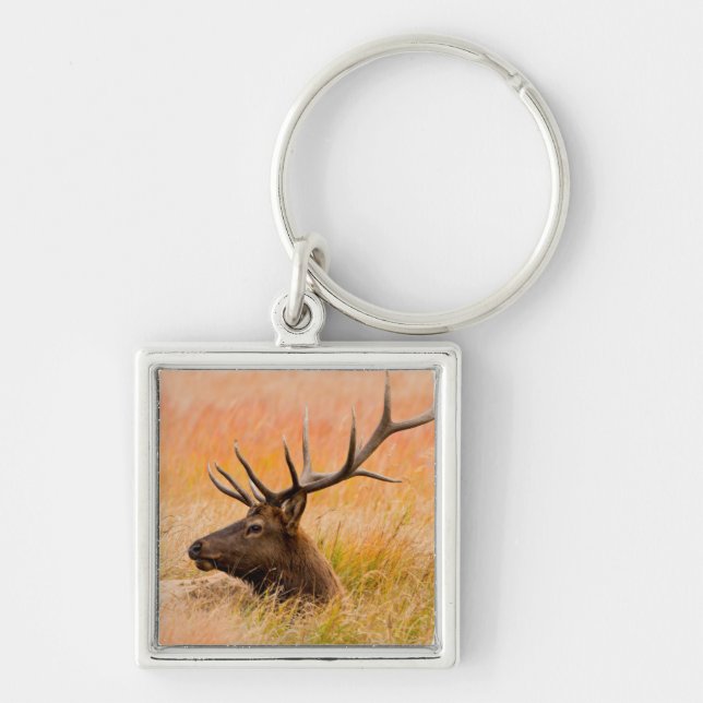 Elk (Cervus Elephus) Resting In Meadow Grass Key Ring (Front)