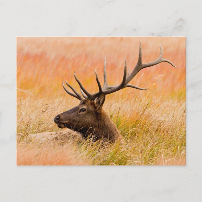 Elk (Cervus Elephus) Resting In Meadow Grass Postcard (Front)