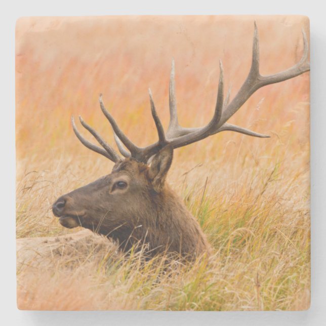 Elk (Cervus Elephus) Resting In Meadow Grass Stone Coaster (Front)