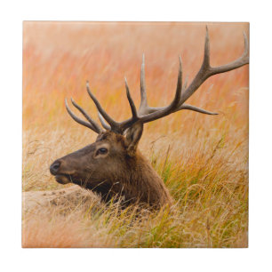 Elk (Cervus Elephus) Resting In Meadow Grass Tile