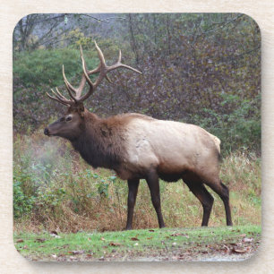 Elk Coaster