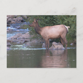 Elk Cow crossing the river in the early morning. Postcard