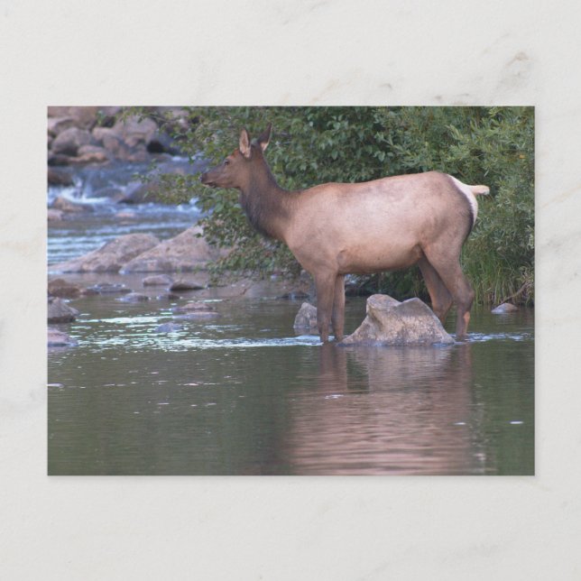 Elk Cow crossing the river in the early morning. Postcard (Front)