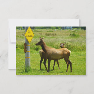 Elk Crossing California Wildlife Photography
