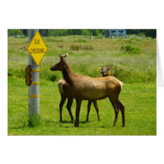 Elk Crossing California Wildlife Photography