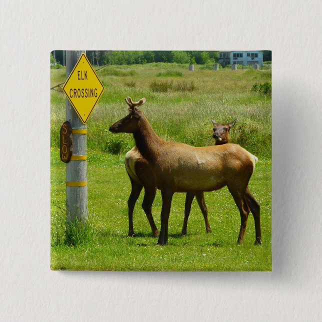 Elk Crossing California Wildlife Photography 15 Cm Square Badge (Front)