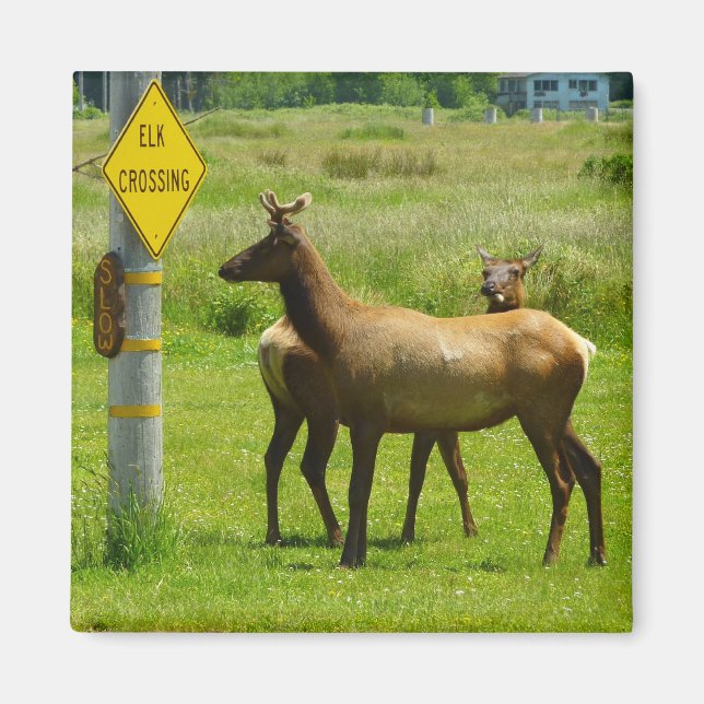 Elk Crossing California Wildlife Photography Magnet (Front)