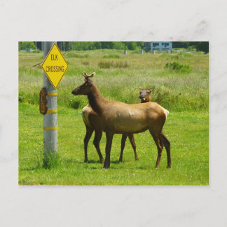 Elk Crossing California Wildlife Photography Postcard