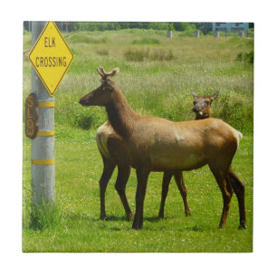 Elk Crossing California Wildlife Photography Tile