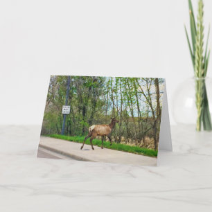 Elk Crossing Street Card