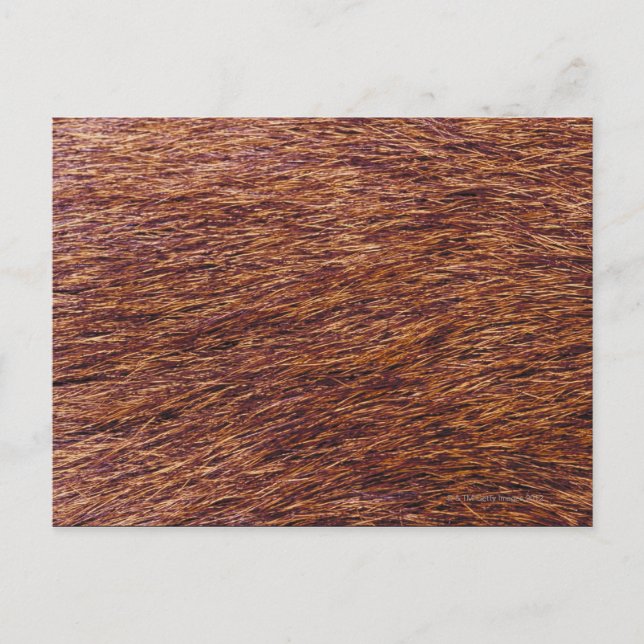 Elk fur postcard (Front)