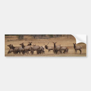 Elk Herd Background Bumper Sticker