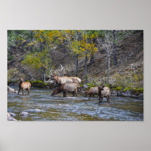 Elk Herd in The Big Thompson River Poster