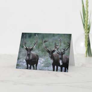 Elk Herd   Mt. Baring, Washington Card