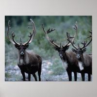 Elk Herd | Mt. Baring, Washington