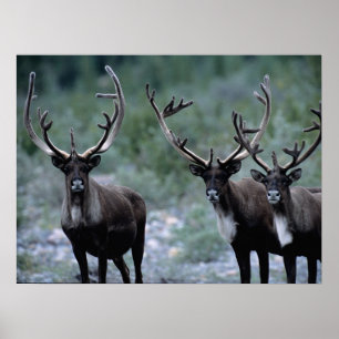 Elk Herd   Mt. Baring, Washington Poster