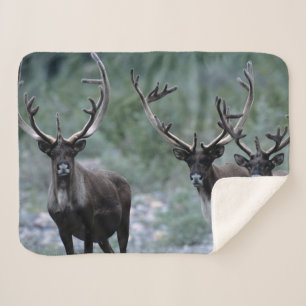 Elk Herd Mt. Baring, Washington Sherpa Blanket