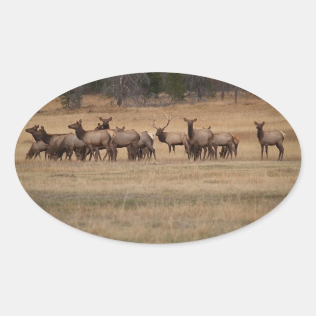Elk Herd  Oval Sticker (Front)