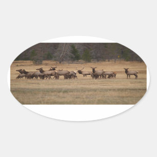 Elk Herd Oval Sticker