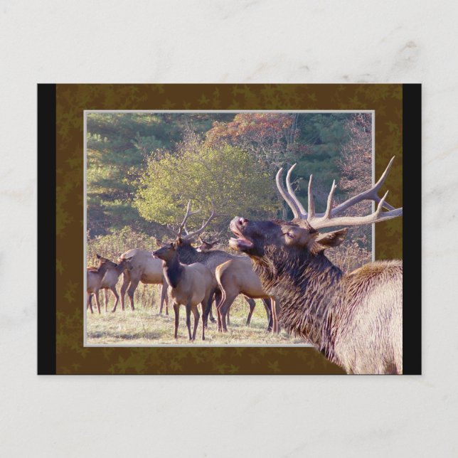 Elk Herd Postcard 2 (Front)