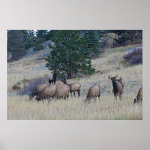 Elk Herd Poster