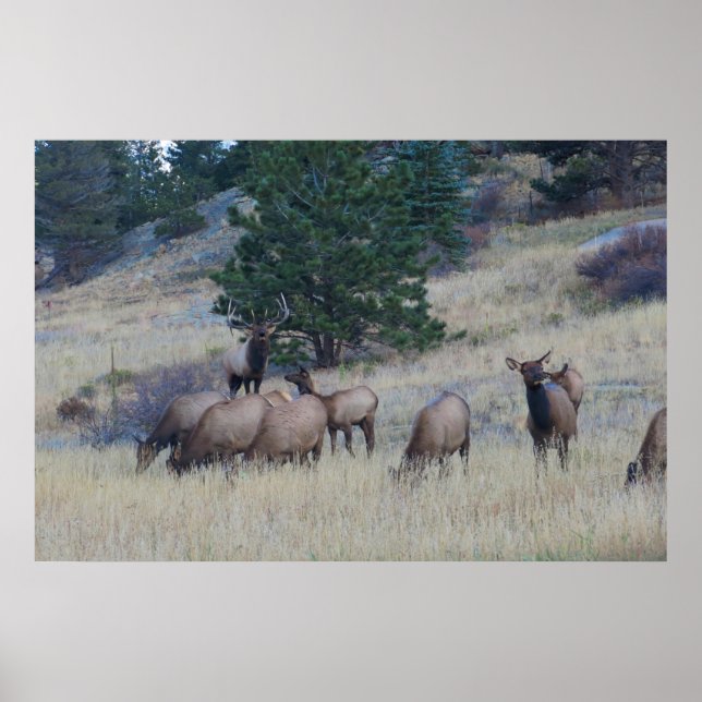 Elk Herd Poster (Front)