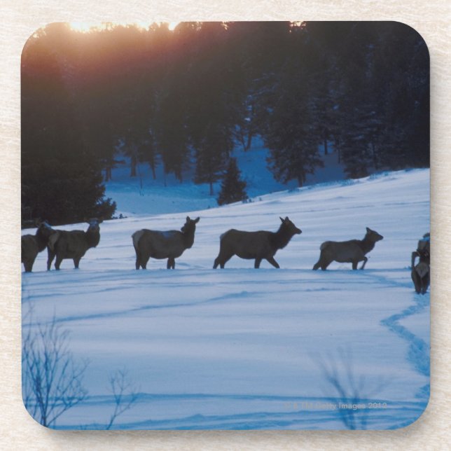 Elk herd walking through field coaster (Front)