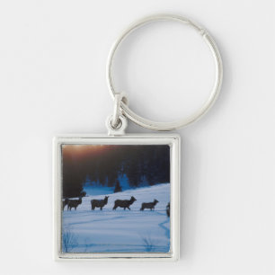 Elk herd walking through field key ring