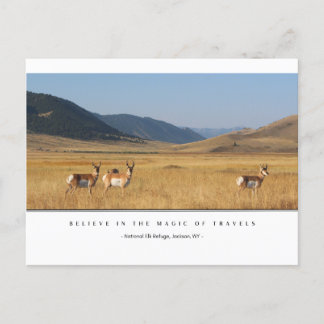 Elk In A Field Postcards